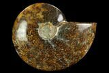 Polished Ammonite (Cleoniceras) Fossil - Madagascar #127212-1